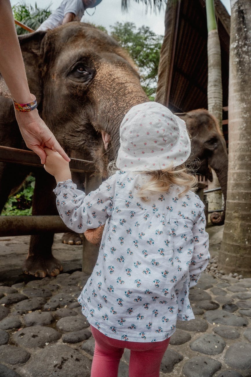little girl holding her mothers hand and looking at elephants in the zoo
