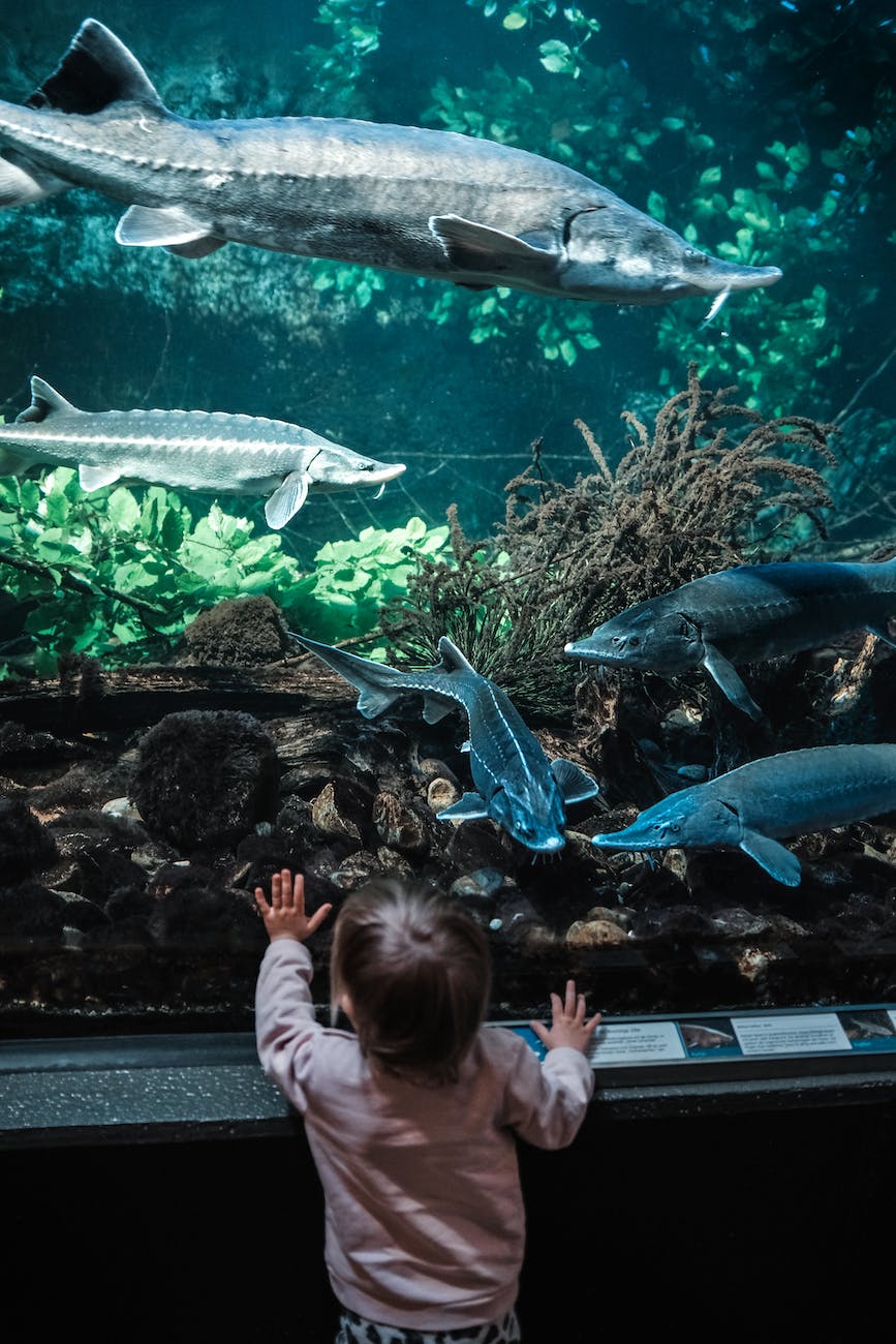 unrecognizable kid touching aquarium with various fishes
